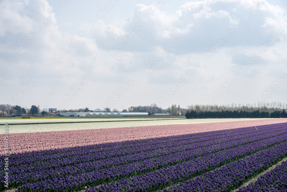 Tulip fields, purple