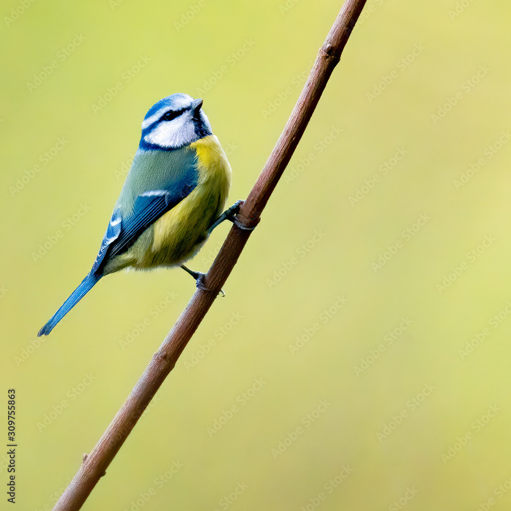 Fototapeta premium bird in the wild nature