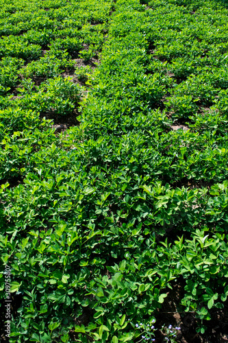 Wallpaper Mural Peanut field peanut seedlings,Peanut tree. Torontodigital.ca
