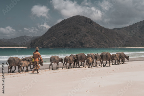 Schilderij op canvas Cows at the beach of Lombok