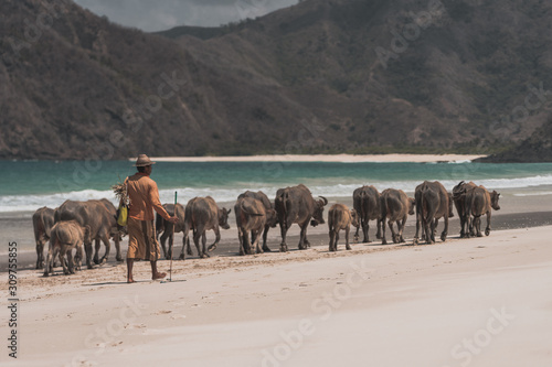 Cows at the beach of Lombok