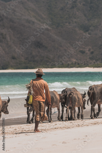Cows at the beach of Lombok