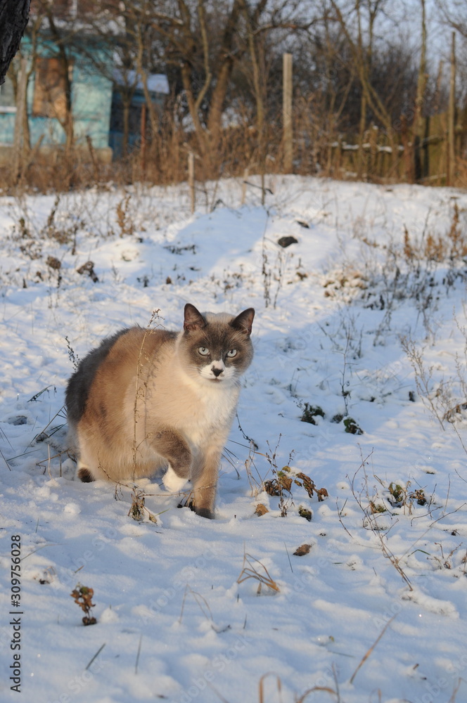 Fluffy cat walking among the snowy field