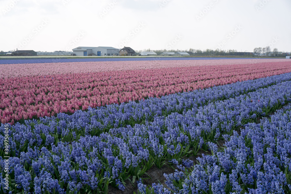 Flower field, blue and purple