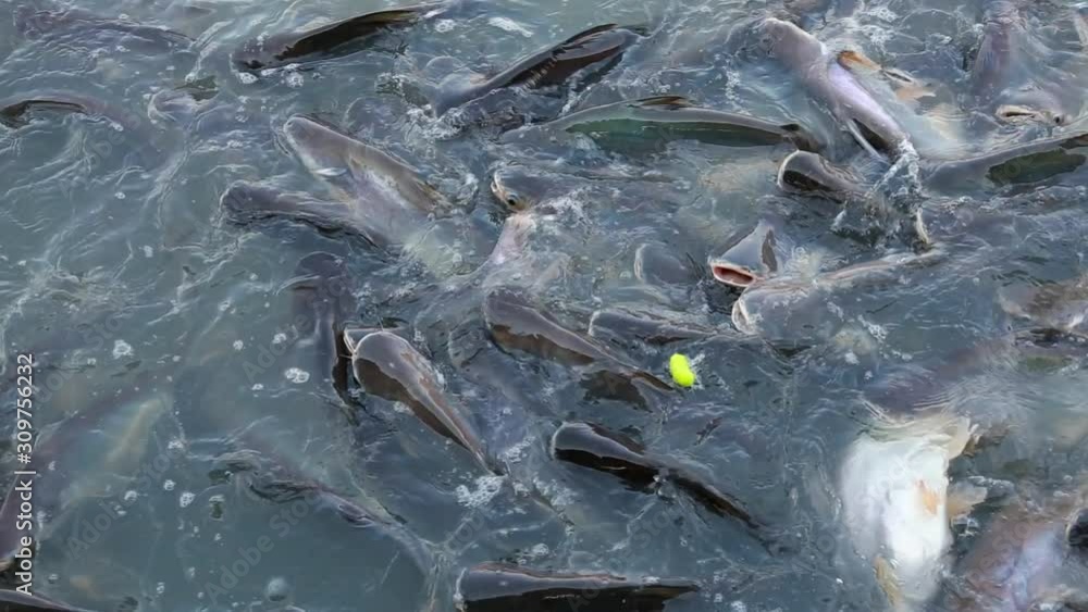 fish on water fish on water