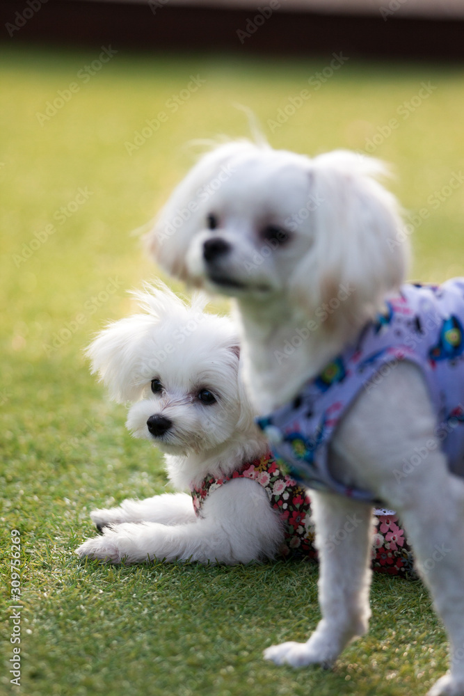 Fun puppies in a private playground Fun puppies in a private playground