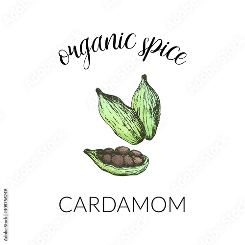Vector illustration with cardamom. Hand drawn label isolated on white background. Banner for herbs and spices or logo concept. For package design.