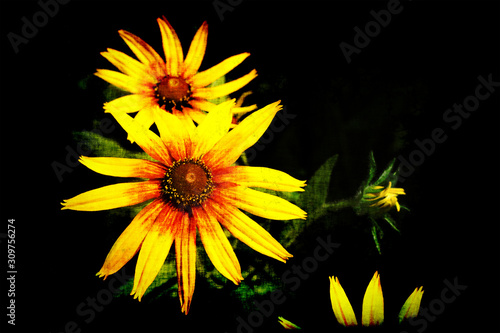 Black grunge background with yellow Rudbeckia flowers