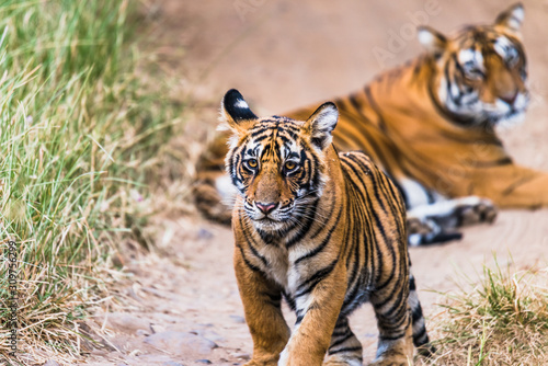 Male Cub of Royal Bengal tiger