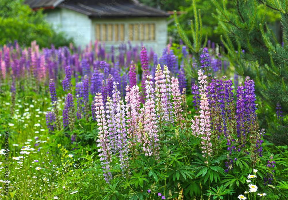 Obraz premium Wild lupines and chamomile flowers