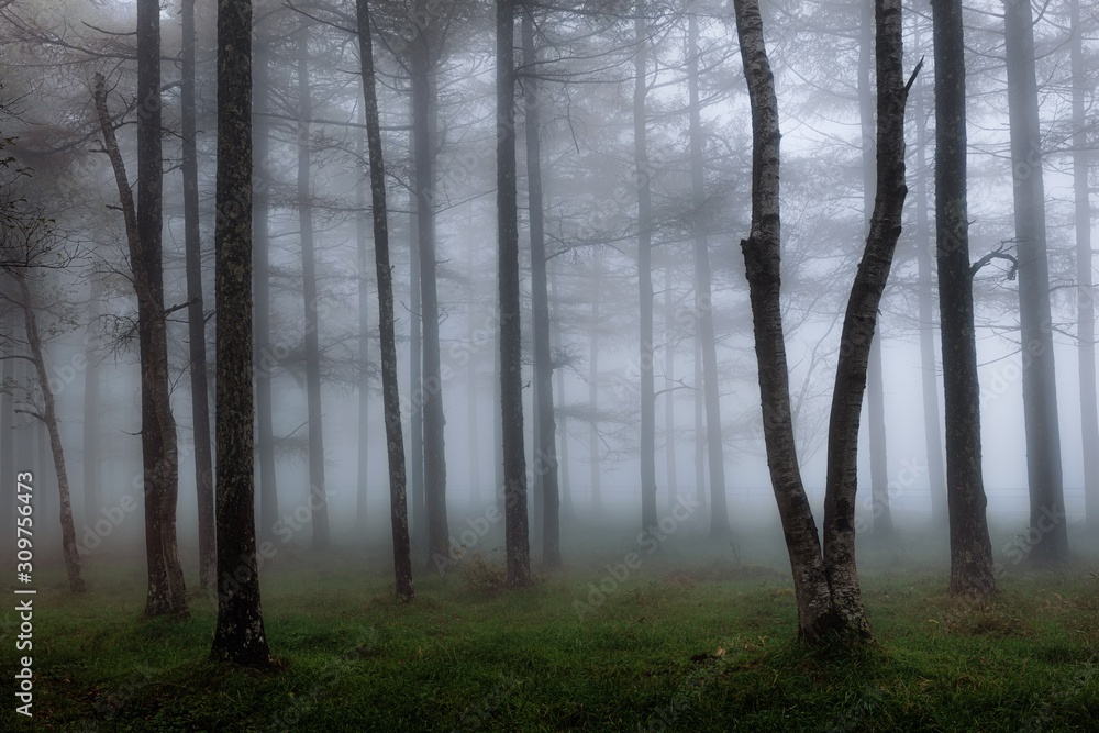 Obraz premium 長野県・秋の森の朝霧 3