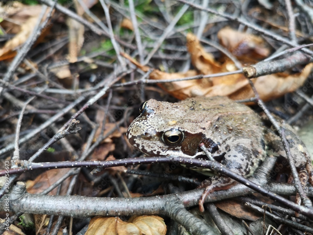 Naklejka premium frog among branches and foliage