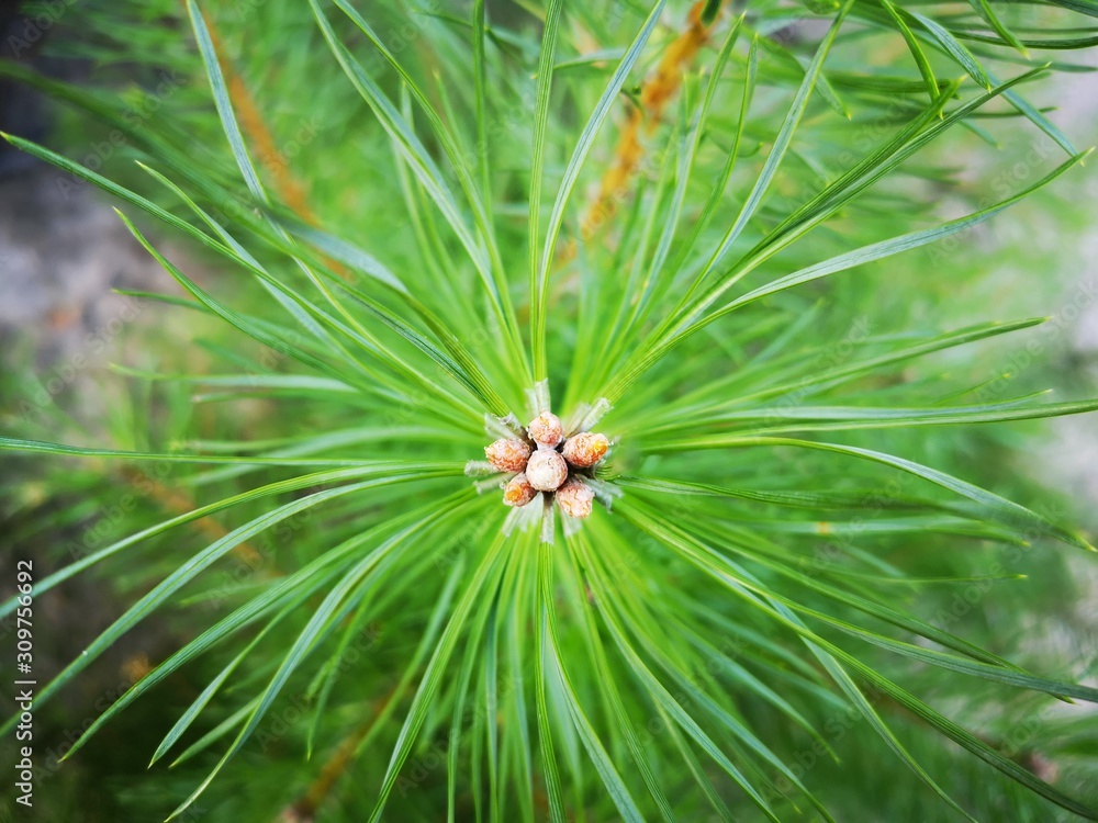 Spruce in the forest