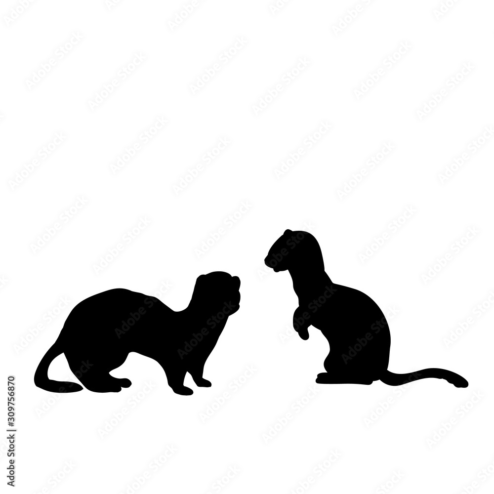 Obraz Silhouette of two Weasels and a ferret. An animal of the marten family.