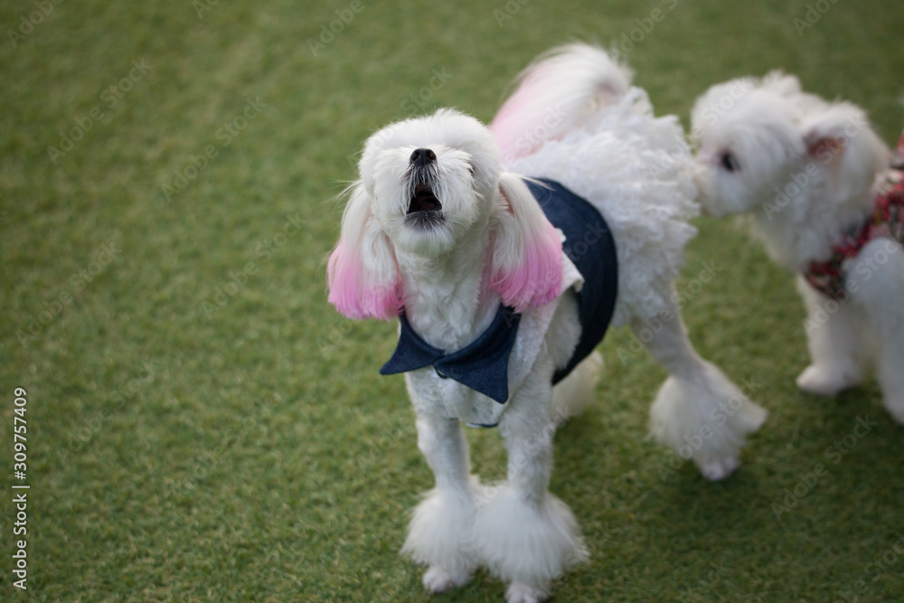 Fun puppies in a private playground	