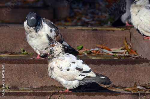 Pigeons at the city. Kiev