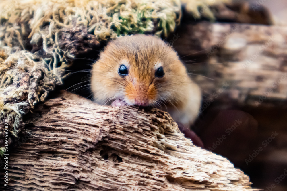 New Forest, Hampshire / UK - 09 08 2018: Field mouse hiding in the undergrowth