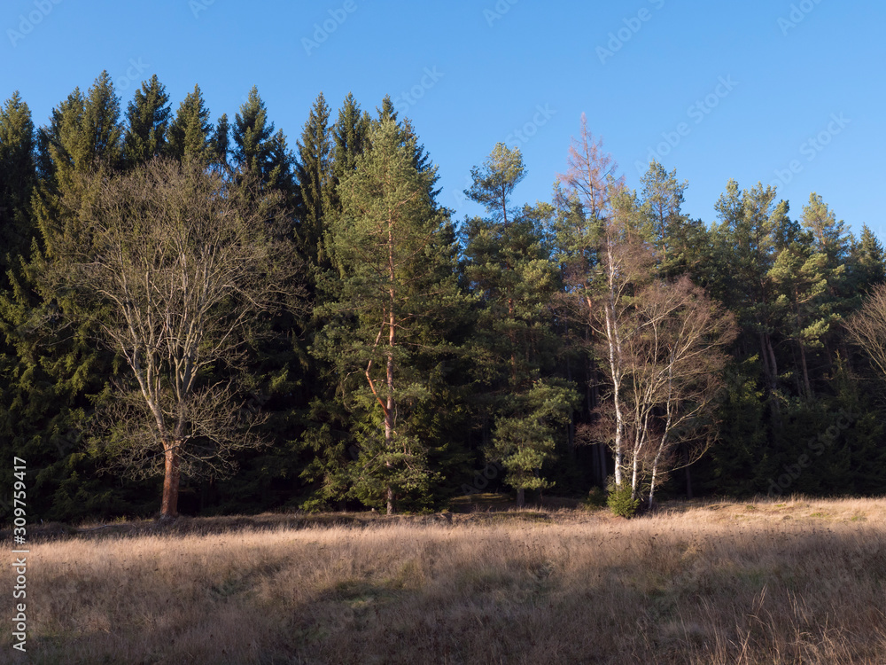 Late autumn or early winter landscape with dry grass meadow and bare trees and spruce tree. forest and Blue sky background. Rural landscape in countryside. Sunny day. Copy space Late autumn or early winter landscape with dry grass meadow and bare trees and spruce tree. forest and Blue sky background. Rural landscape in countryside. Sunny day. Copy space