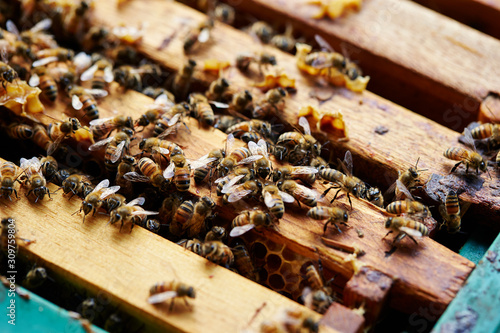 Apiary, beehive farm and beekeeping 