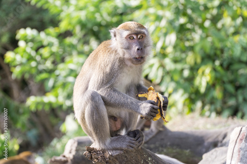 Wild crab eating macaque also known as long tailed macaque eating banana