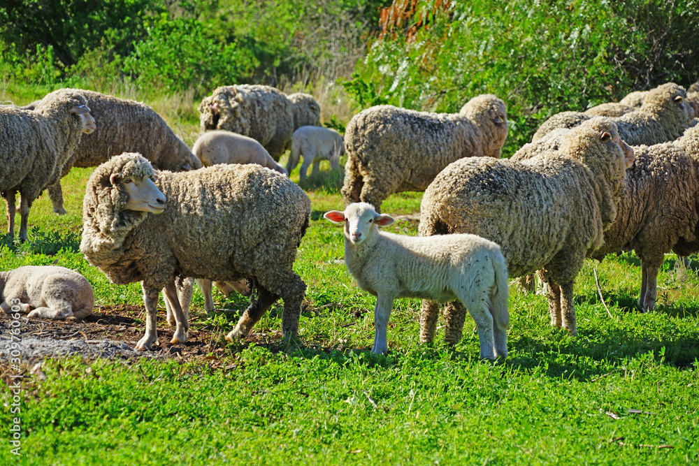 Fototapeta premium View of sheep and lamb grazing outdoors in Western Australia