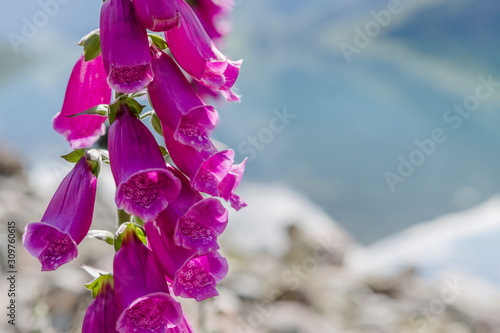 Roter Fingerhut am Ufer des jolstravatnet, Sommer in Norwegen photo