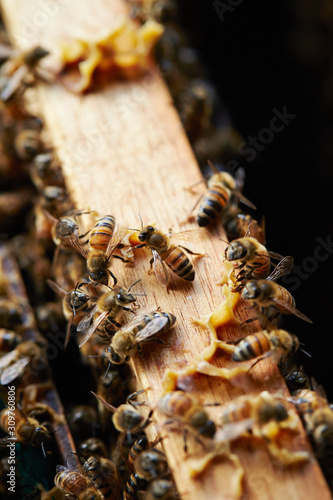 Apiary, beehive farm and beekeeping  © mnimage