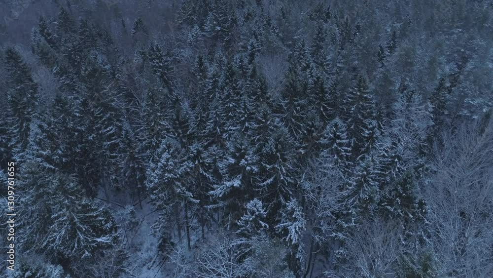 Snowy dark forest in winter evening aerial view Snowy dark forest in winter evening aerial view
