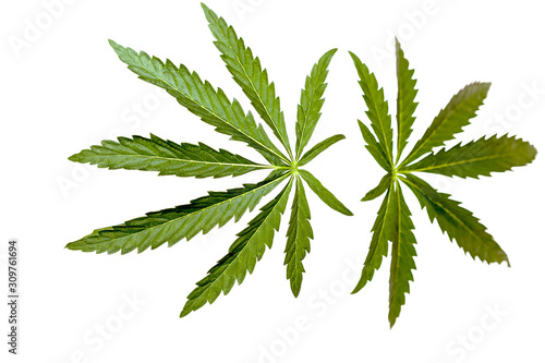 isolated green marijuana leaf on black background and white background