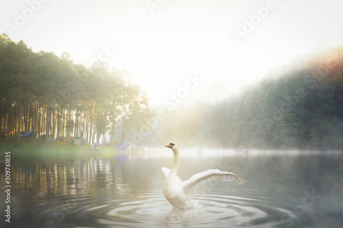 White swan in Pang ung national park
