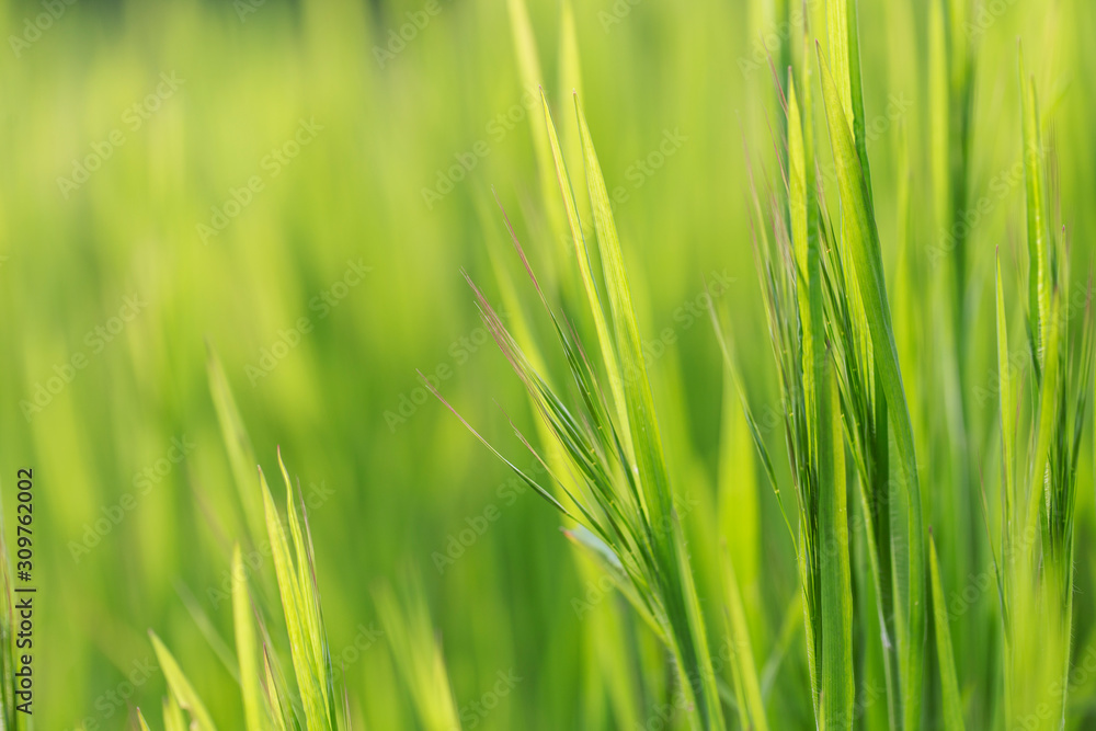 the plant Bromus tectorum (Anisantha tectorum) belongs to the family Poaceae at the time of flowering. the plant Bromus tectorum (Anisantha tectorum) belongs to the family Poaceae at the time of flowering.