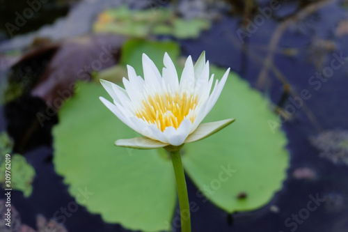 Closeup image white lotus