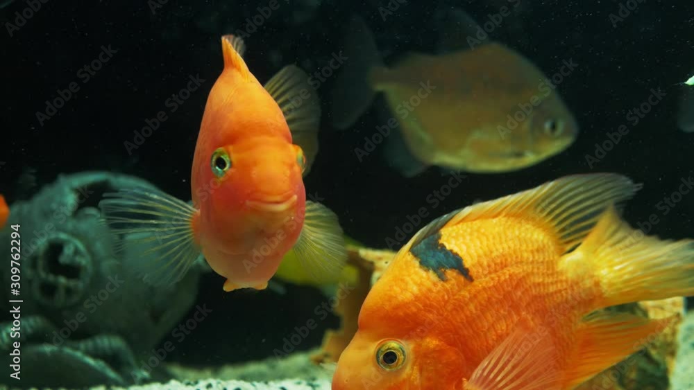 Aquarium fish swim slowly. Large home aquarium. Aquarium fish swim slowly. Large home aquarium.