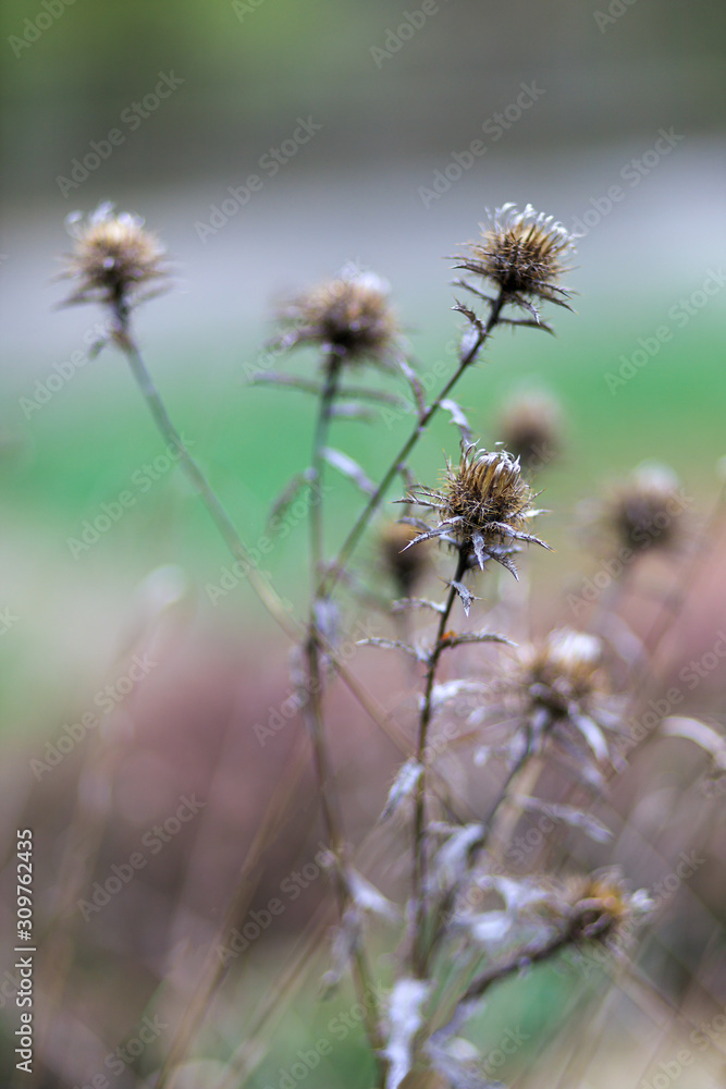 Dried thistles
