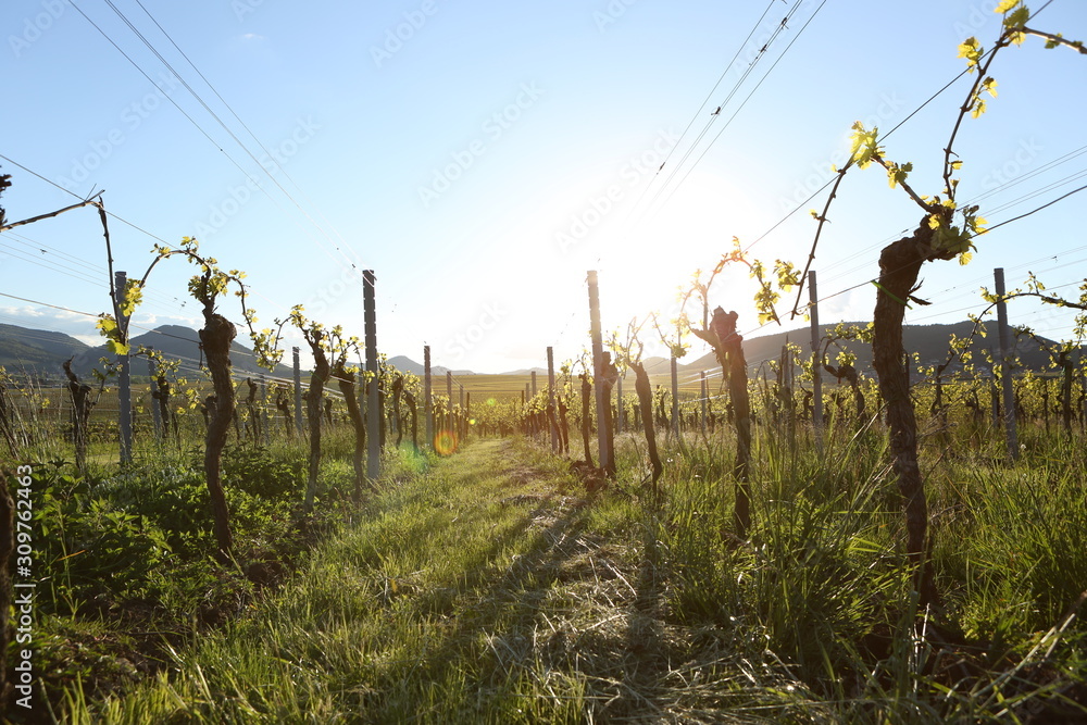Obraz premium Wine field vineyard sunlight