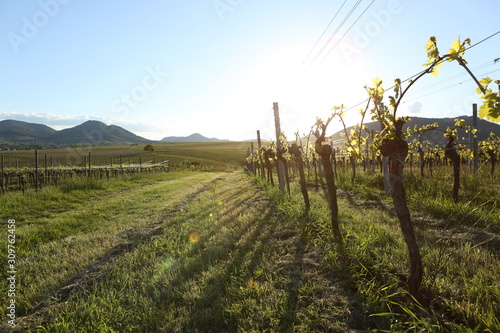 Wine field vineyard sunlight