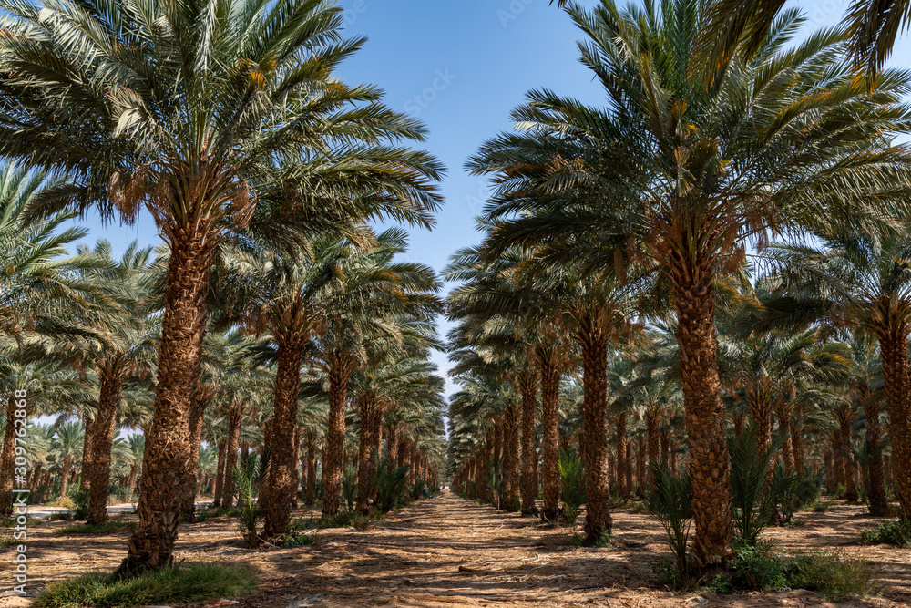 Date trees rows at Eilat