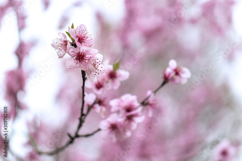 Cherry blossoms © Für Immer und Ewig