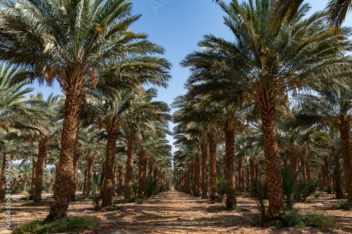Fototapeta Naklejka Na Ścianę i Meble -  Date trees rows at Eilat