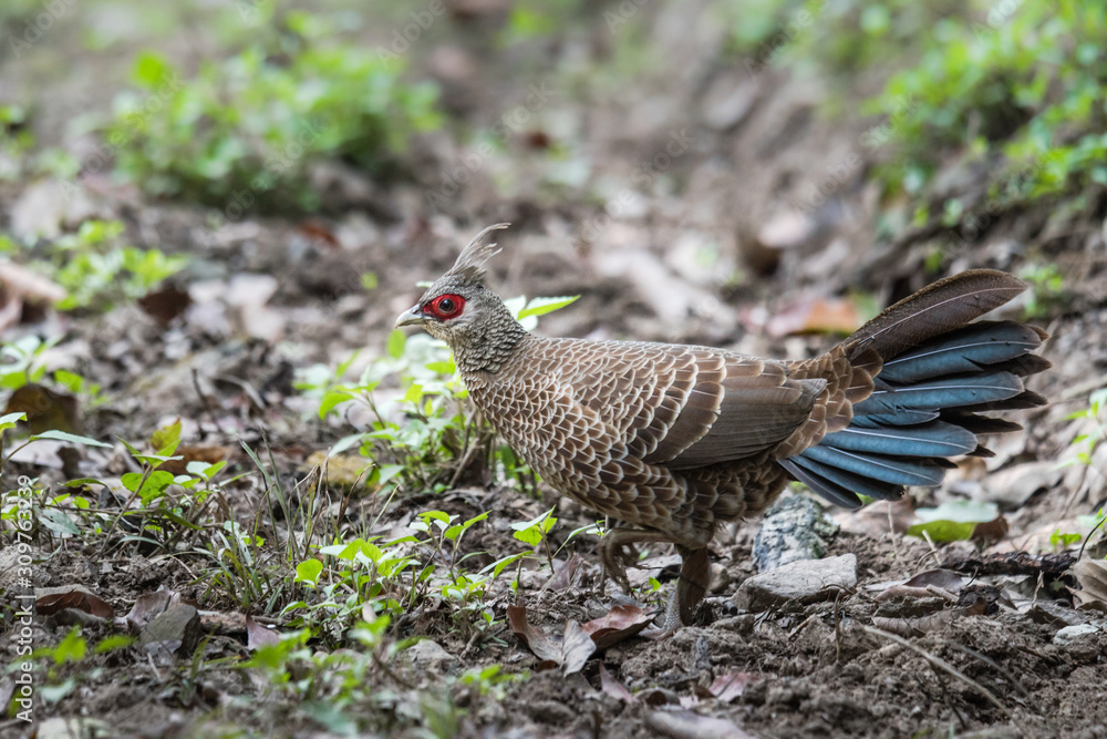 Obraz premium Female Kalij pheasant watching