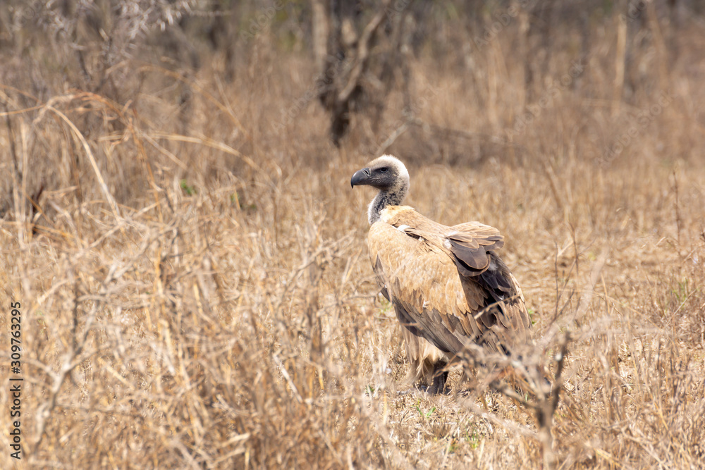 White-backed Vulture (Gyps africanus) White-backed Vulture (Gyps africanus)