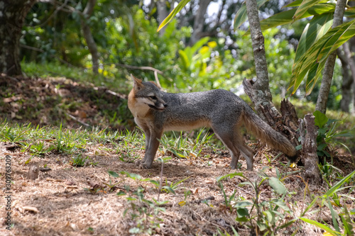 Wallpaper Mural grey fox (Urocyon cinereoargenteus) Torontodigital.ca