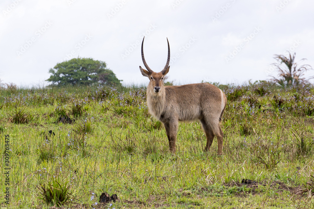Fototapeta premium Waterbuck (Kobus ellipsiprymnus)
