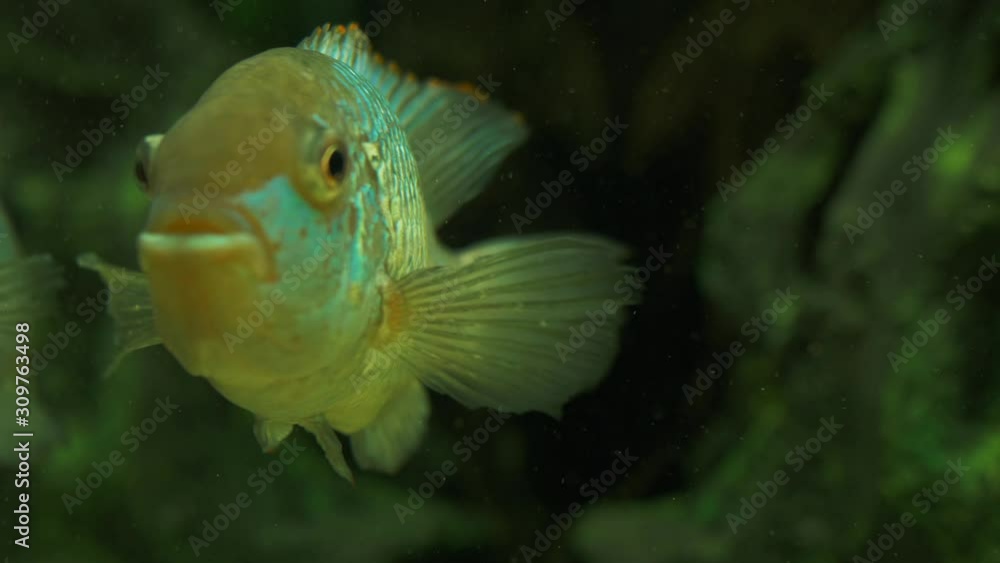 Aquarium fish swim slowly. Large home aquarium. Aquarium fish swim slowly. Large home aquarium.