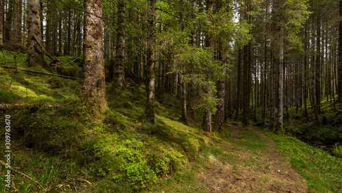 The Forest Trail © Eirik Sørstrømmen