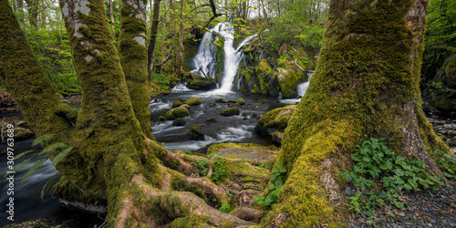 Forest Waterfall