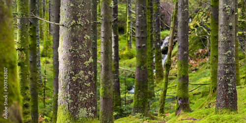 Fototapeta Naklejka Na Ścianę i Meble -  Spruce Forest Trunks