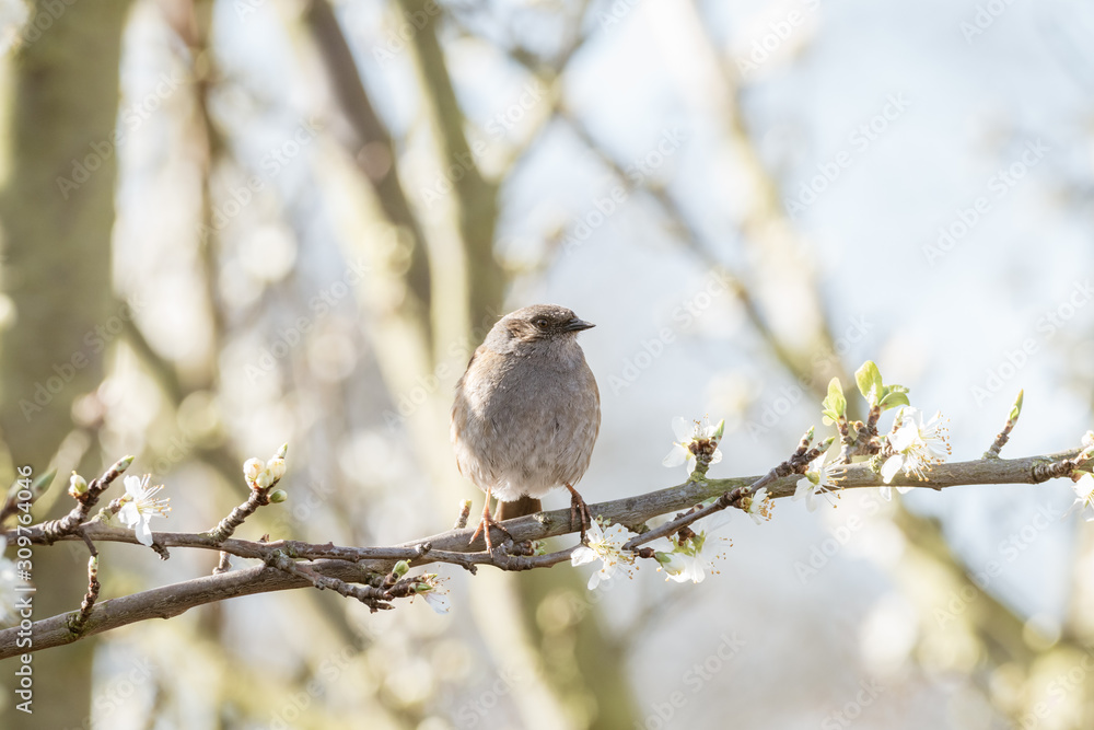 Dunnock (Prunella modularis), taken in the UK Dunnock (Prunella modularis), taken in the UK