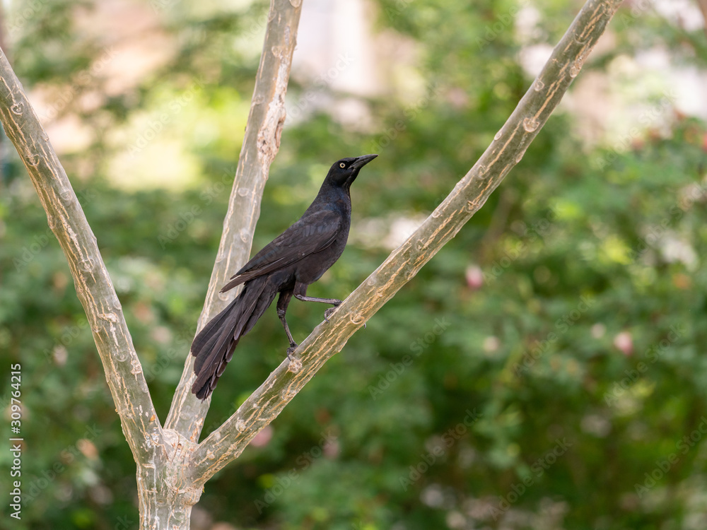 Common Grackle (Quiscalus quiscula) in Costa Rica Common Grackle (Quiscalus quiscula) in Costa Rica