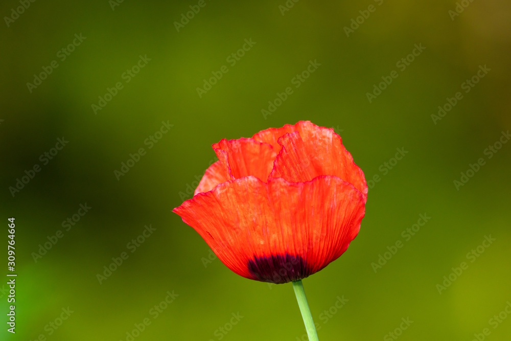 Bright red Poppy flower taken in the UK Bright red Poppy flower taken in the UK